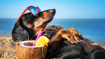 best-dog-sunscreens