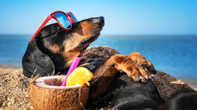 6 best sunscreens for dogs to protect your pup in the heatwave