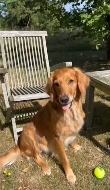 dog with tennis ball sat by wooden chair