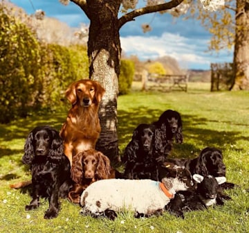 james middleton's dogs outside with lambs