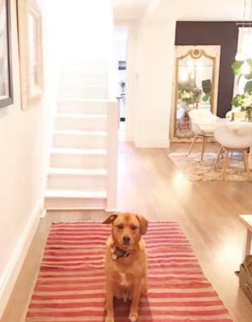 meghan-markle-beagle-open-room-door