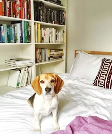 meghan-markle-beagle