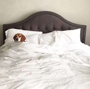 meghan-markle-bed-dog