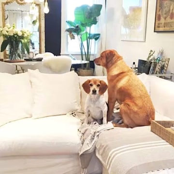 meghan-markle-dogs-lounge