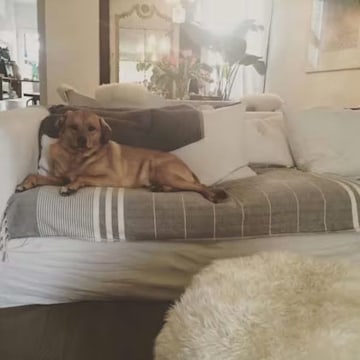 meghan-markle-dog-on-sofa