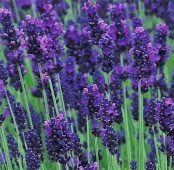 lavender