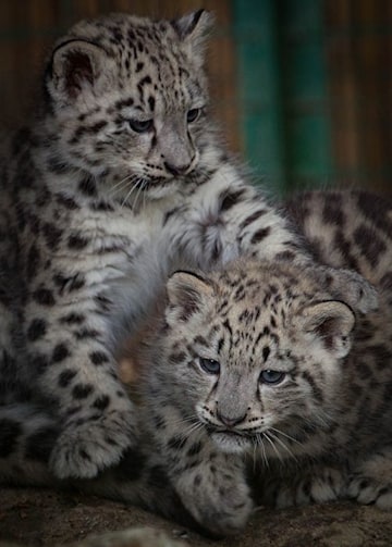 Princess Eugenie's snow leopard cubs can now be handfed at The Big Cat