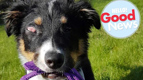 Adorable blind Collie puppy has his very own guide dog – watch the video
