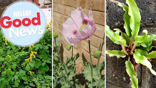 A new project celebrates pavement plants and weeds - here's how you can get involved