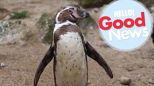 Penguins playing with a bubble machine is the cutest thing you'll see all weekend
