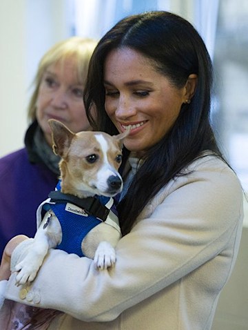 Meghan Markle gives rare glimpse into home life with pets | HELLO!