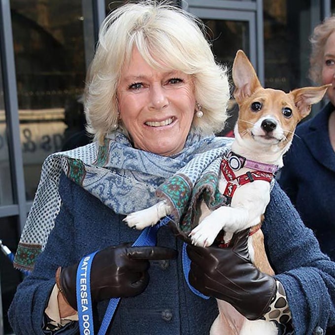 Meghan-Markle-rescue-dogs