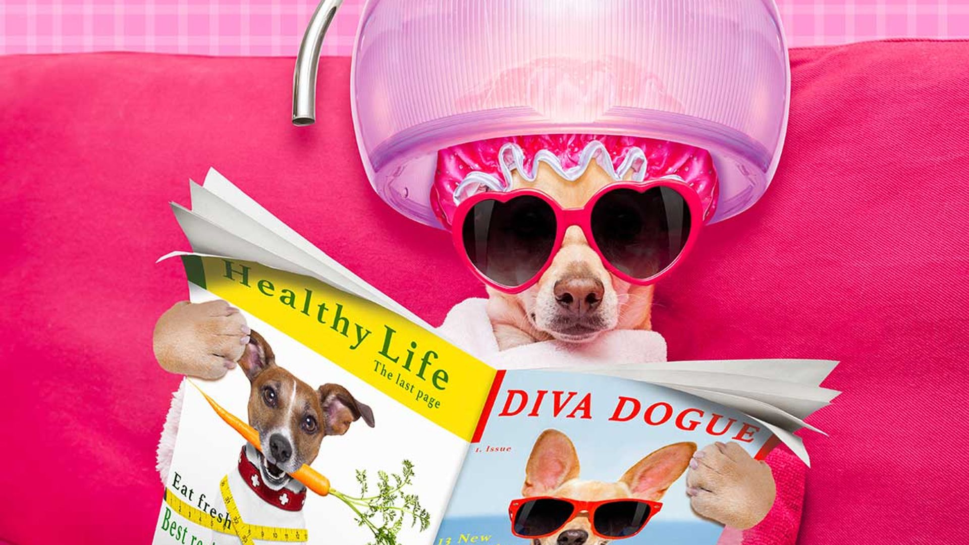 12 stylish dog accessories for your fashionable pup | HELLO!