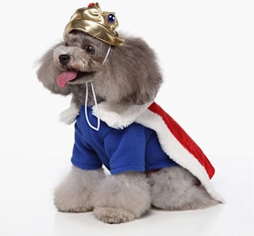 dog-king