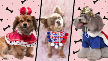 royal-dog-costumes