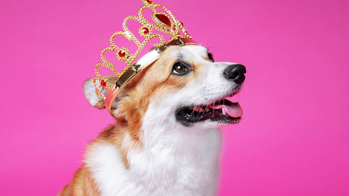 9 best Corgi themed gifts for dog lovers - from kitchenware to  Corgi-inspired fashion | HELLO!