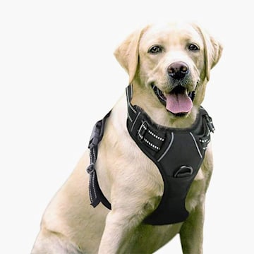 dog-harness