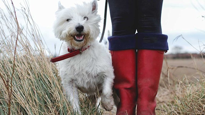 Portuguese Tear play piano Best dog walking boots 2023: The most stylish styles to keep your feet warm  and dry | HELLO!