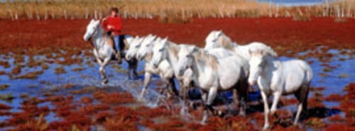 The untamed magic of the Camargue