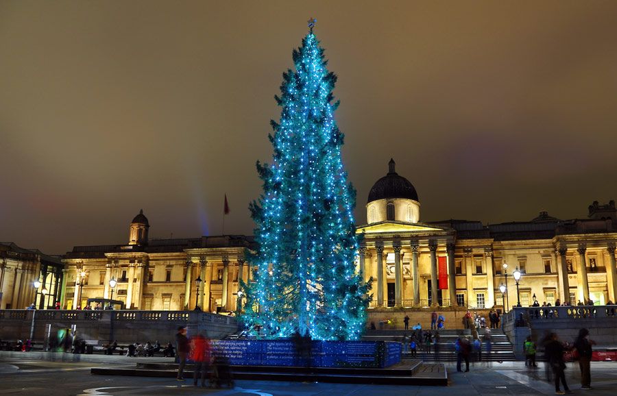 Christmas tree in london. Рождественская елка в Лондоне на Трафальгарской площади. Рождественская елка в Англии на Трафальгарской площади. Елка на Трафальгарской площади. Елка в Англии на Трафальгарской площади.