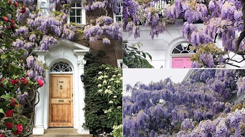 Wisteria hysteria! The most beautiful photos from Kelly Brook and more