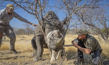 Prince-Harry-Rhino-Botswana
