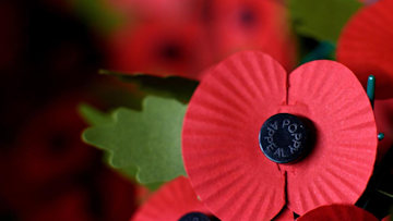 Poppy for the Festival of Remembrance
