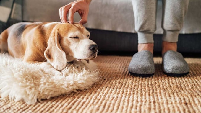 Best Gps Dog Tracker Collar To Buy In 2021 If You're Worried About Park 