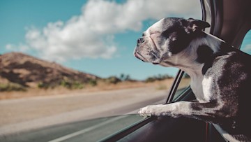 dog-road-trip
