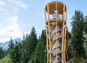 treetop