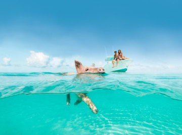 a camera semi submerged in clear blue seawater water captures the image of a little pig swimming along with its stout raised as two peaople perched on a boat in the background look on